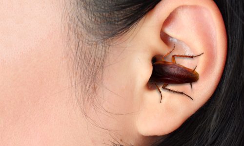 cockroach-ear